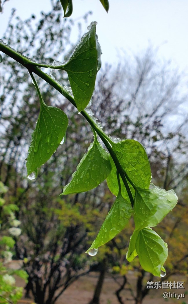 【仲春时节】+春雨点滴