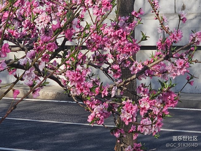 【拈花拾趣】芬芳