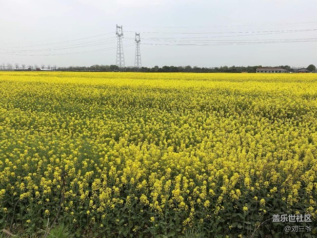 【春天的故事】油菜花海，邂逅春日
