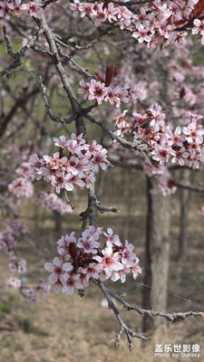 春暖花开