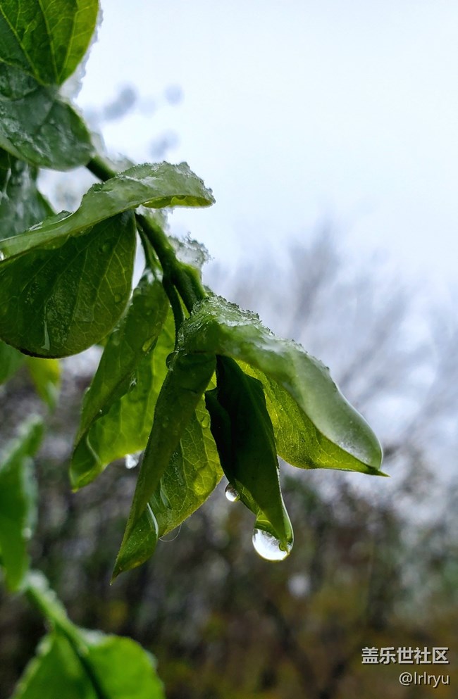 【仲春时节】+春雨点滴
