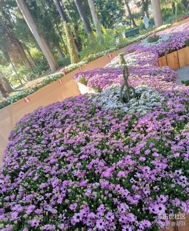 【春日盛景】公园