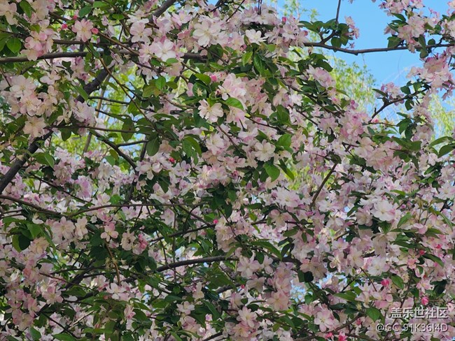 【拈花拾趣】碧叶花满枝