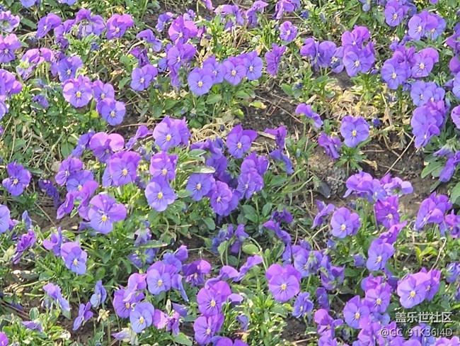 【拈花拾趣】向阳花开