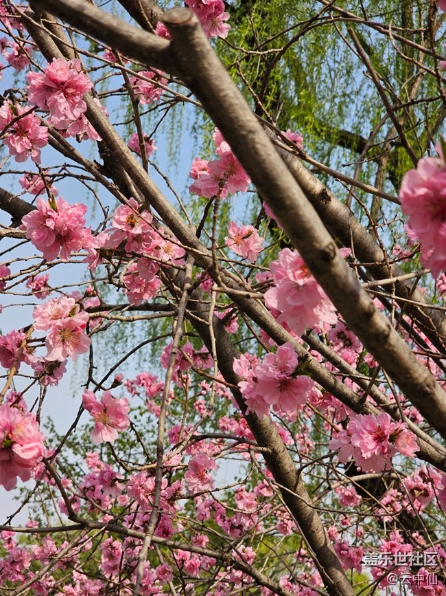 【拈花拾趣】樱散枝头