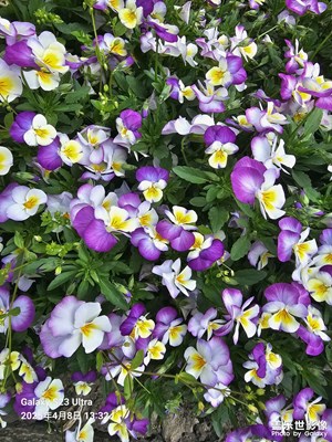 花