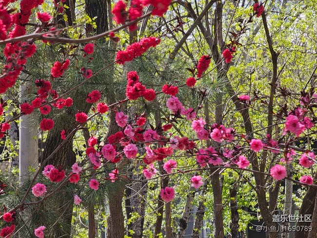 【拈花拾趣】红花粉艳