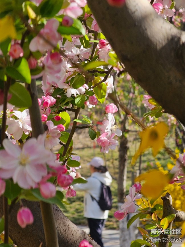 【拈花拾趣】花间寻人