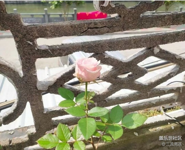 【春色撩人】种花
