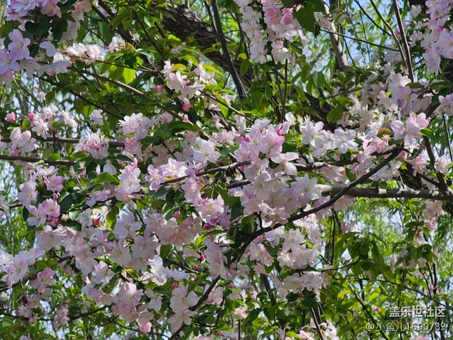 【拈花拾趣】紫丁花香