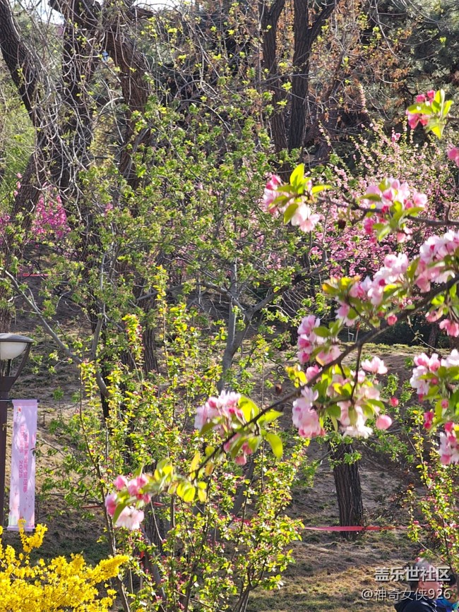 【拈花拾趣】寻芳