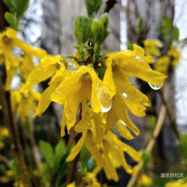 【仲春时节】+春雨点滴