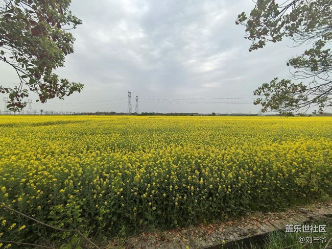 【春天的故事】油菜花海，邂逅春日