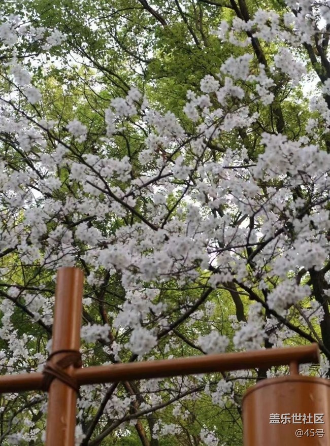 【春日盛景】春花开