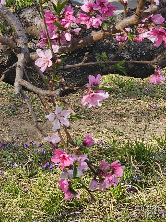 【拈花拾趣】芬芳