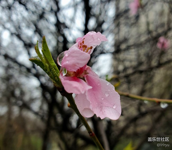 【仲春时节】+春雨点滴