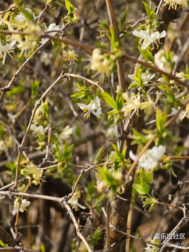 【拈花拾趣】小白花