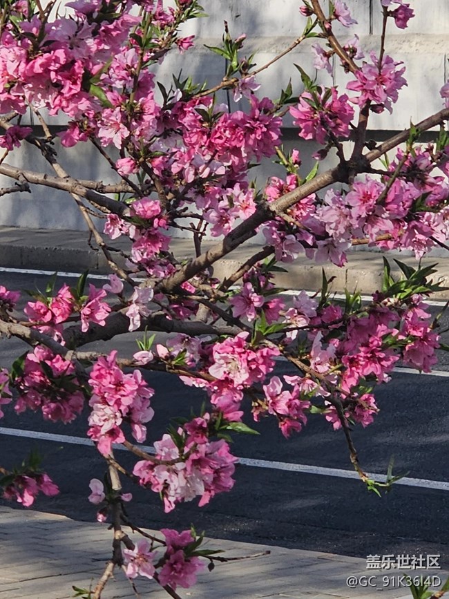 【拈花拾趣】芬芳