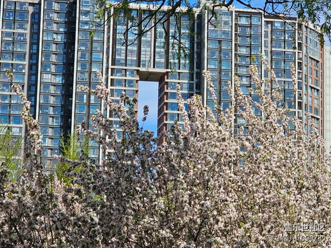 【拈花拾趣】花与建筑