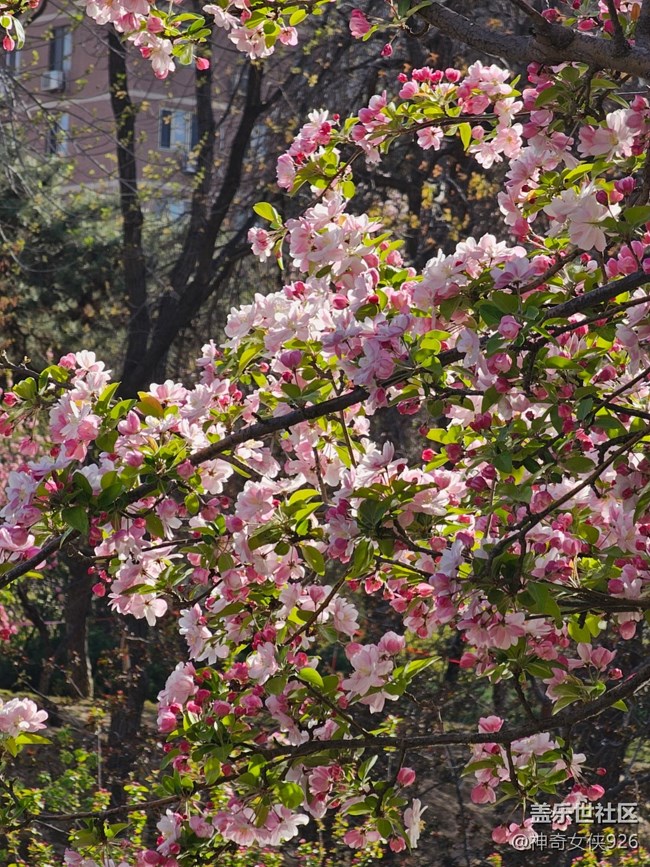 【拈花拾趣】寻芳