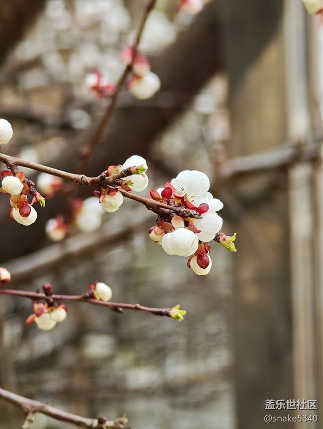 【春风得意时】+ 树上开花