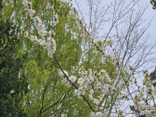 【拈花拾趣】俏丽