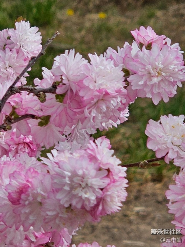 【拈花拾趣】团团簇簇