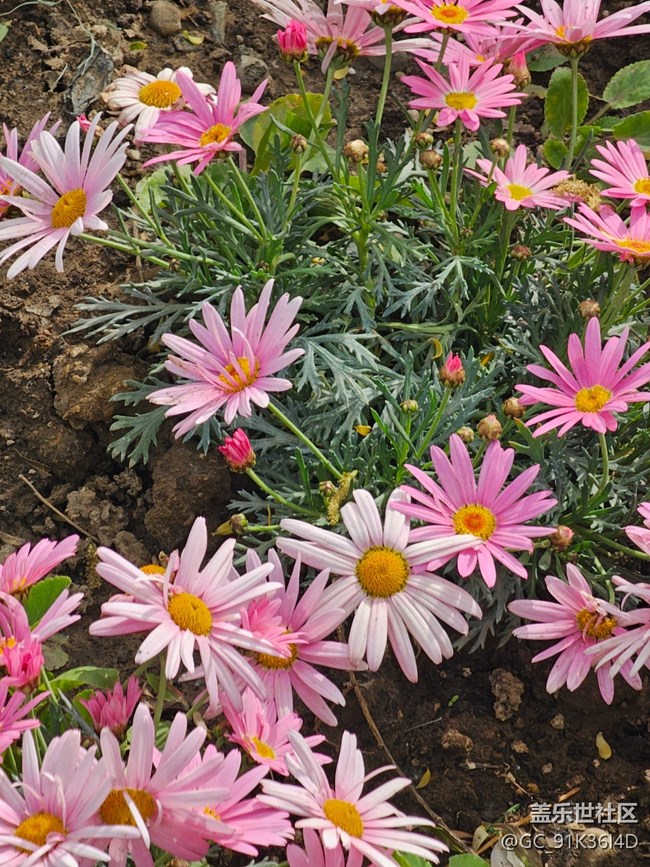【拈花拾趣】百花开
