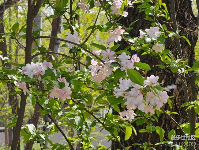 【拈花拾趣】花间春光