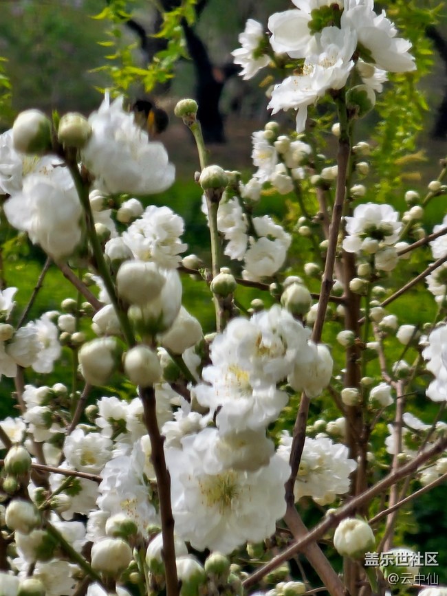 【拈花拾趣】小球球