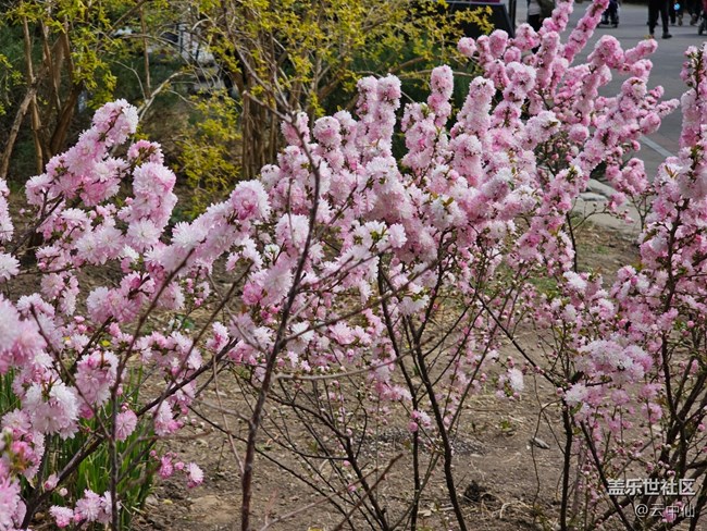 【拈花拾趣】团团簇簇