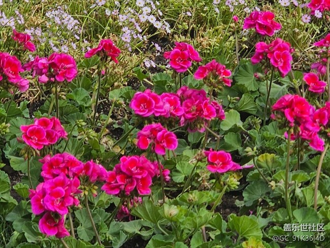 【拈花拾趣】百花开
