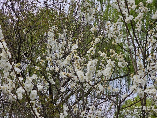 【拈花拾趣】俏丽