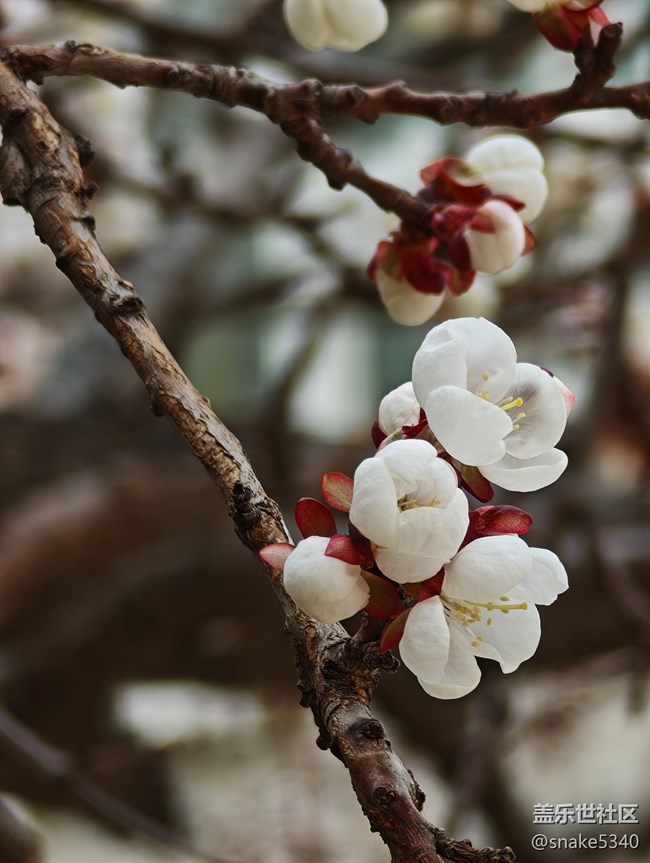 【春风得意时】+ 树上开花