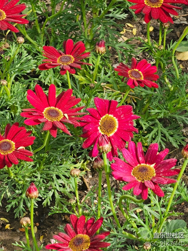 【拈花拾趣】百花开