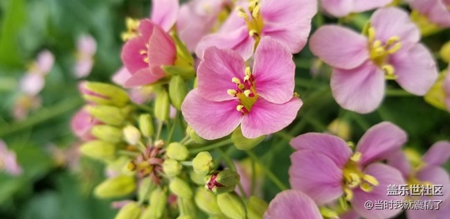 春天花儿都开了，去赏花吧~