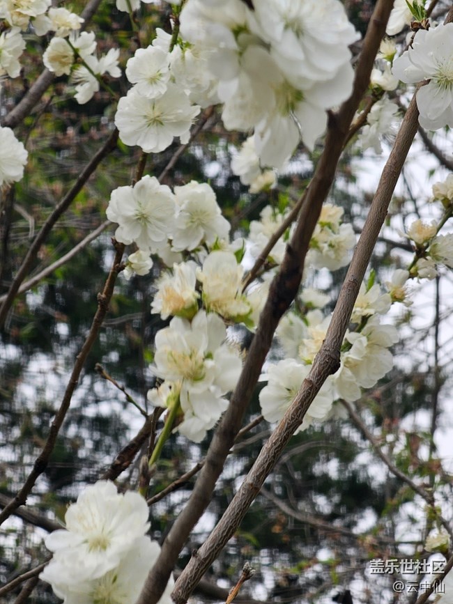 【拈花拾趣】白衣飘飘