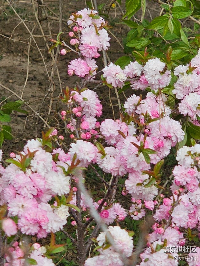 【拈花拾趣】粉粉小可爱