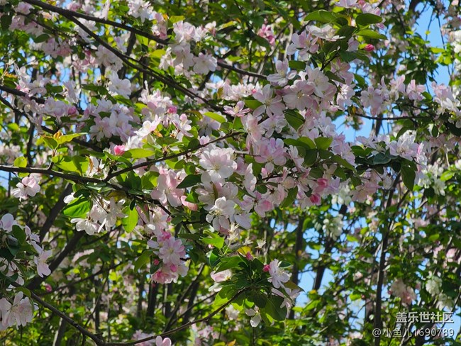 【拈花拾趣】花间春光