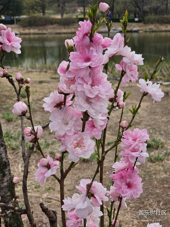【拈花拾趣】桃花瓣瓣