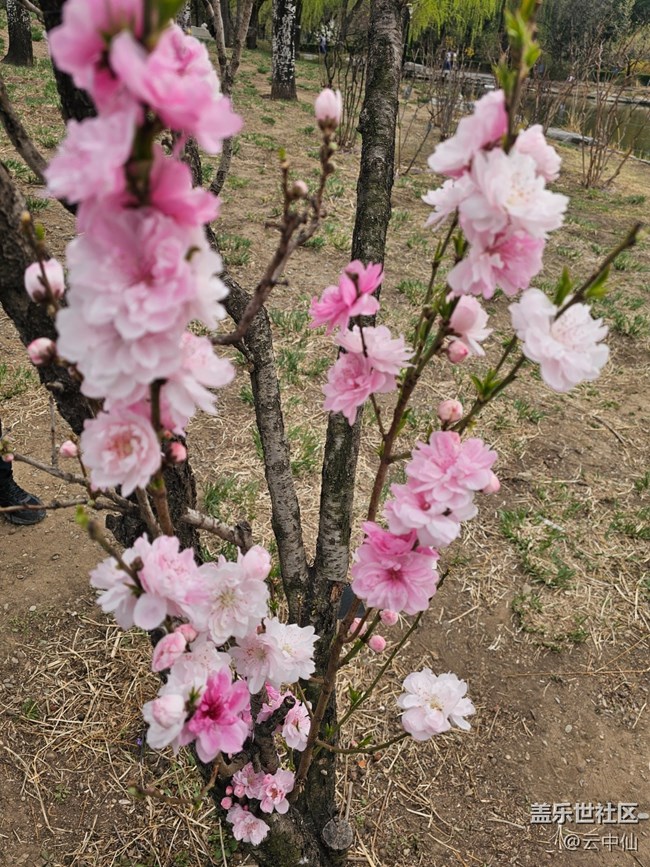 【拈花拾趣】桃花瓣瓣