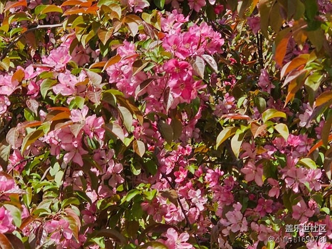 【拈花拾趣】樱花展身姿