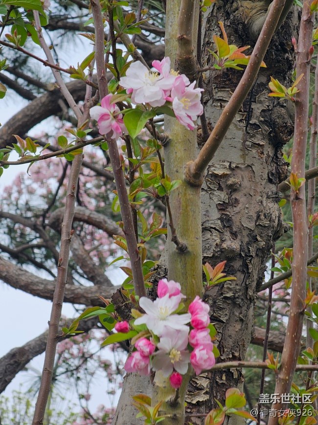 【拈花拾趣】独秀