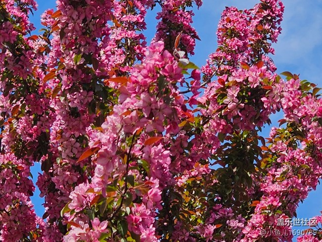【拈花拾趣】樱花展身姿