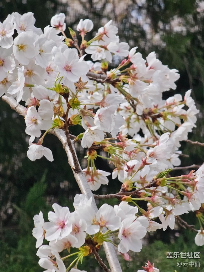 【拈花拾趣】春之樱花