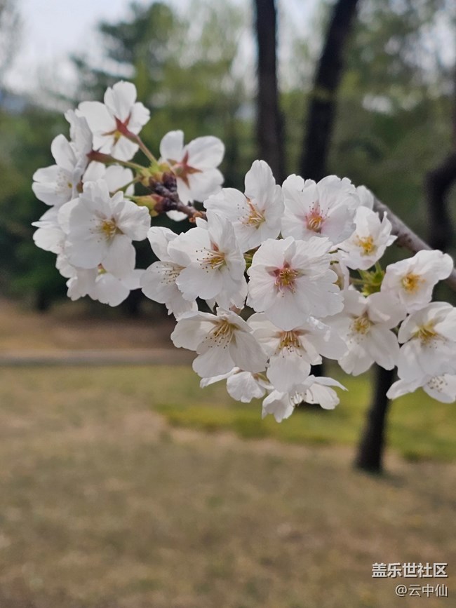 【拈花拾趣】春之樱花