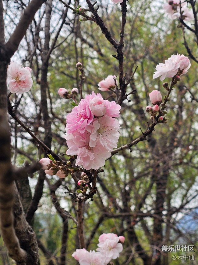 【拈花拾趣】桃颜