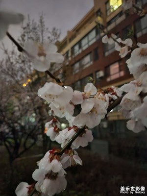 【春之夜】雨后赏春花