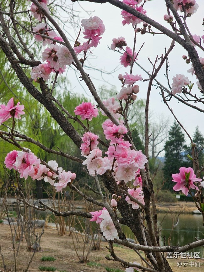 【拈花拾趣】桃花瓣瓣