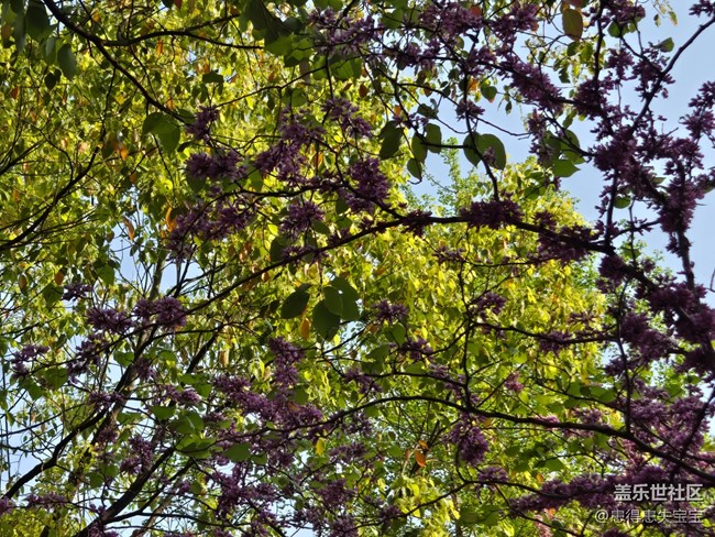 #拥抱大自然——赏花